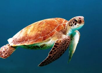 Día Mundial Animales 2025