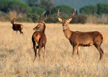 Se relizó un Acto del 30 aniversario del Parque Nacional de Cabañeros con autoridades y responsables de conservación en Horcajo de los Montes