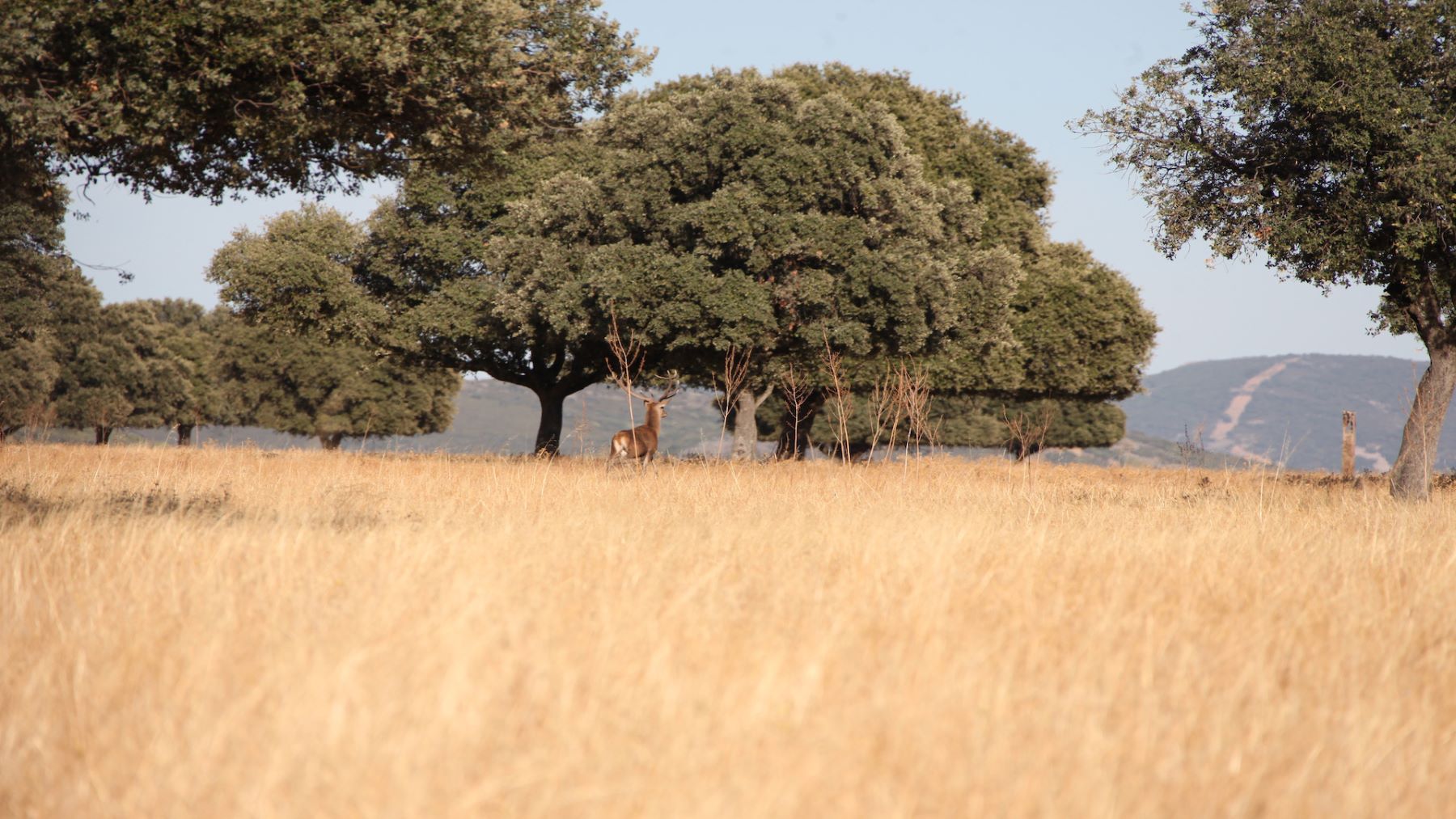 El Parque Nacional de Cabañeros celebra su 30 aniversario con un ciclo de conferencias en noviembre