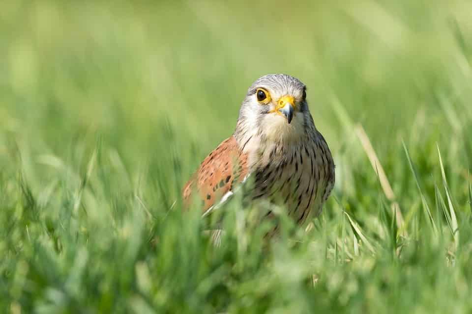 Alt Empordà dobla las parejas de cernícalo primilla este año han sido 95