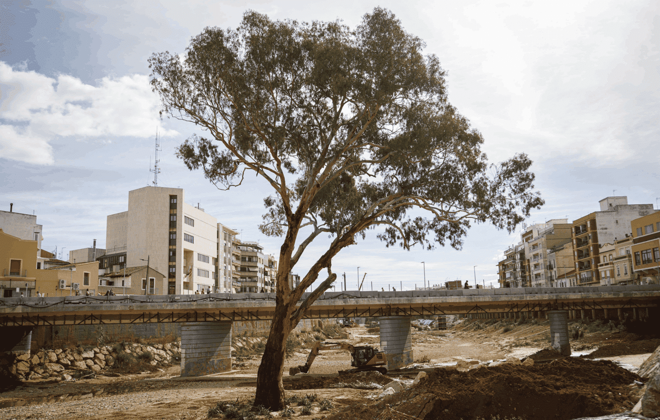 El eucalipto de Paiporta, símbolo de resiliencia, busca convertirse en Árbol del Año 2026 tras sobrevivir a la DANA.