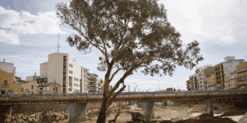 El eucalipto de Paiporta, símbolo de resiliencia, busca convertirse en Árbol del Año 2026 tras sobrevivir a la DANA.