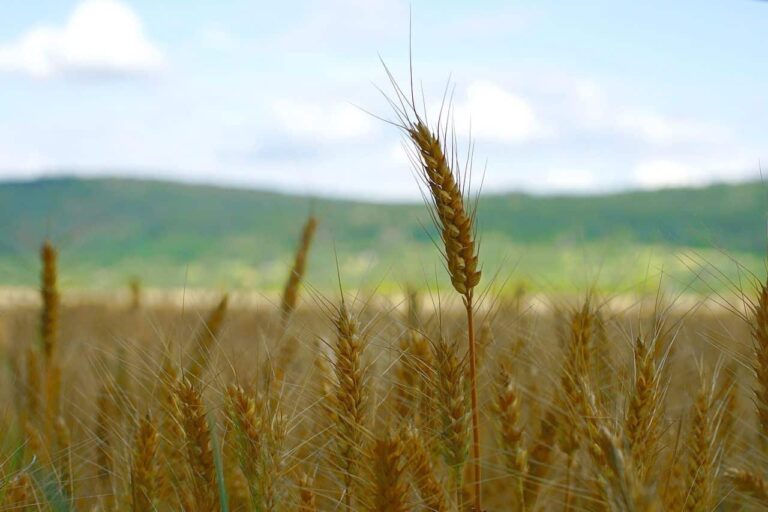 Las emisiones de los sistemas agroalimentarios se han disparado a nivel global