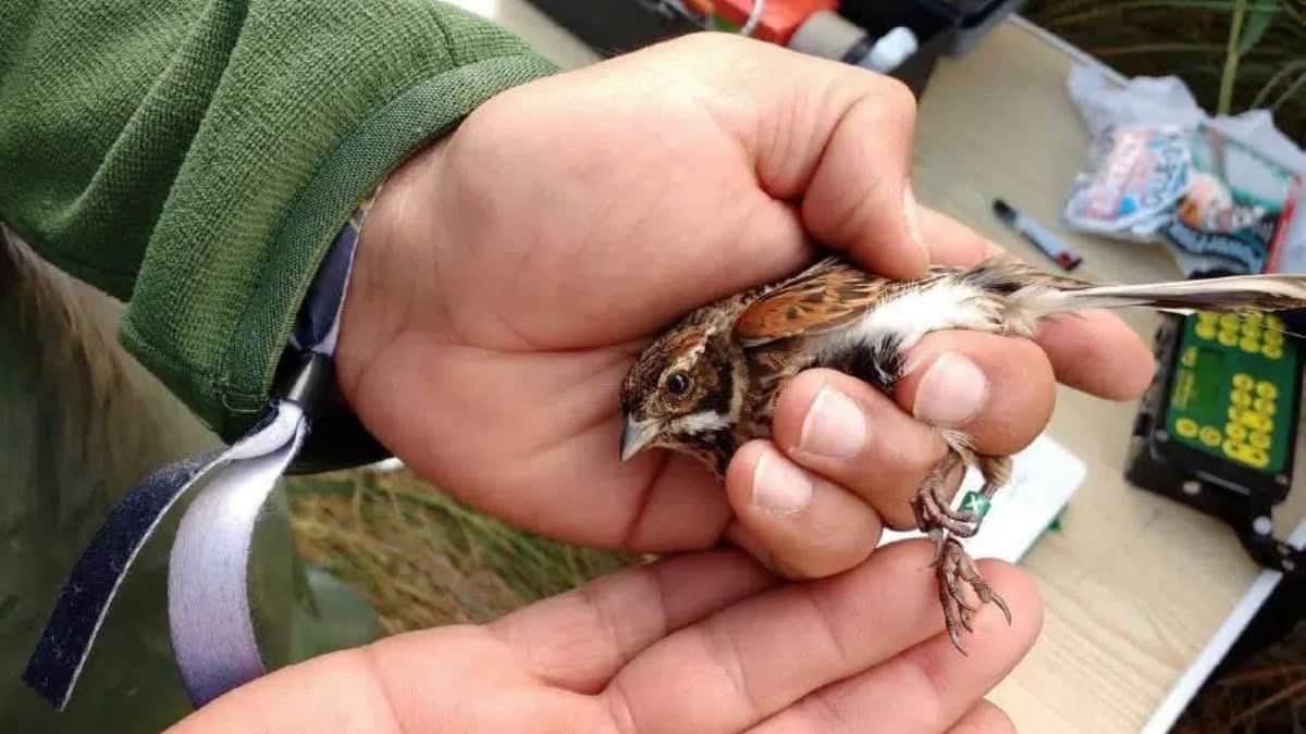 Captura y marcaje de escribano palustre iberooriental