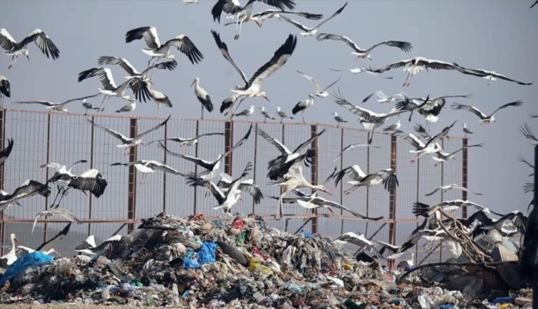 Gaviotas y cigüeñas en un humedal cercano a la bahía de Cádiz rodeadas de restos de plásticos y basura procedentes de vertederos cercanos
