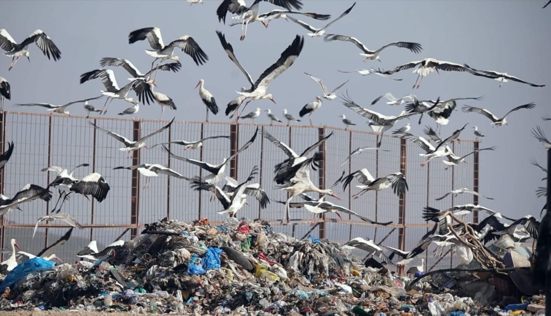 Gaviotas y cigüeñas en un humedal cercano a la bahía de Cádiz rodeadas de restos de plásticos y basura procedentes de vertederos cercanos