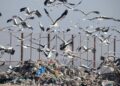 Gaviotas y cigüeñas en un humedal cercano a la bahía de Cádiz rodeadas de restos de plásticos y basura procedentes de vertederos cercanos