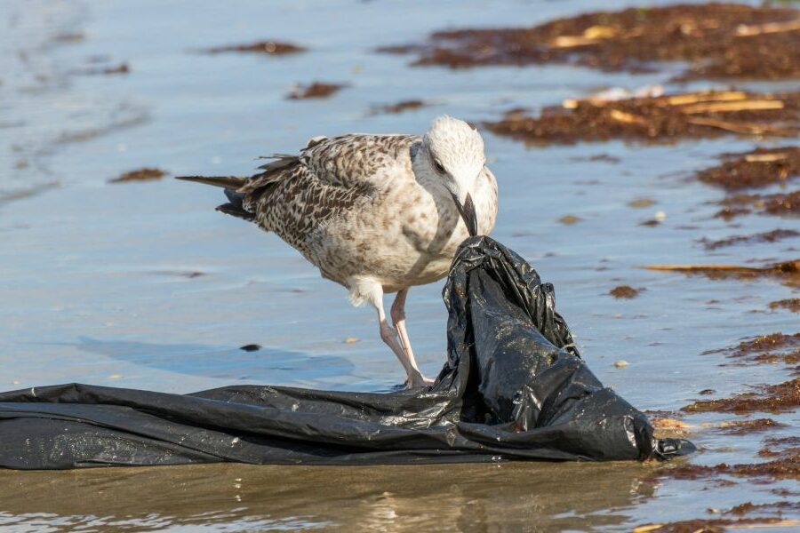 Ave marina picando una bolsa de plástico, símbolo del impacto letal del plástico en los océanos sobre la fauna marina