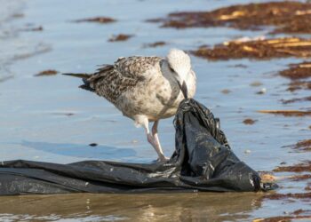 Solo tres “terrones” de plástico en los océanos bastan para matar a un ave marina (y seguimos vertiendo camiones cada minuto) 2 Ave marina picando una bolsa de plástico, símbolo del impacto letal del plástico en los océanos sobre la fauna marina