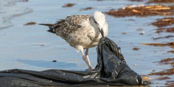 Ave marina picando una bolsa de plástico, símbolo del impacto letal del plástico en los océanos sobre la fauna marina