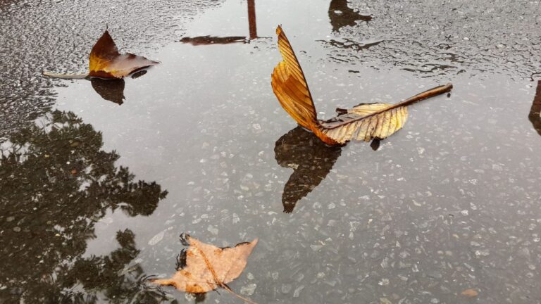 AEMET pronostica un tiempo con viento y lluvia para hoy 11 de Noviembre