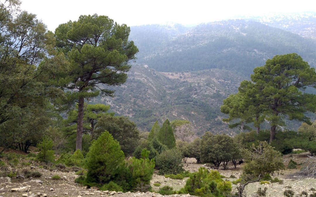 Andalucía aprueba la nueva Ley de Montes para modernizar la gestión forestal y reforzar la autonomía local
