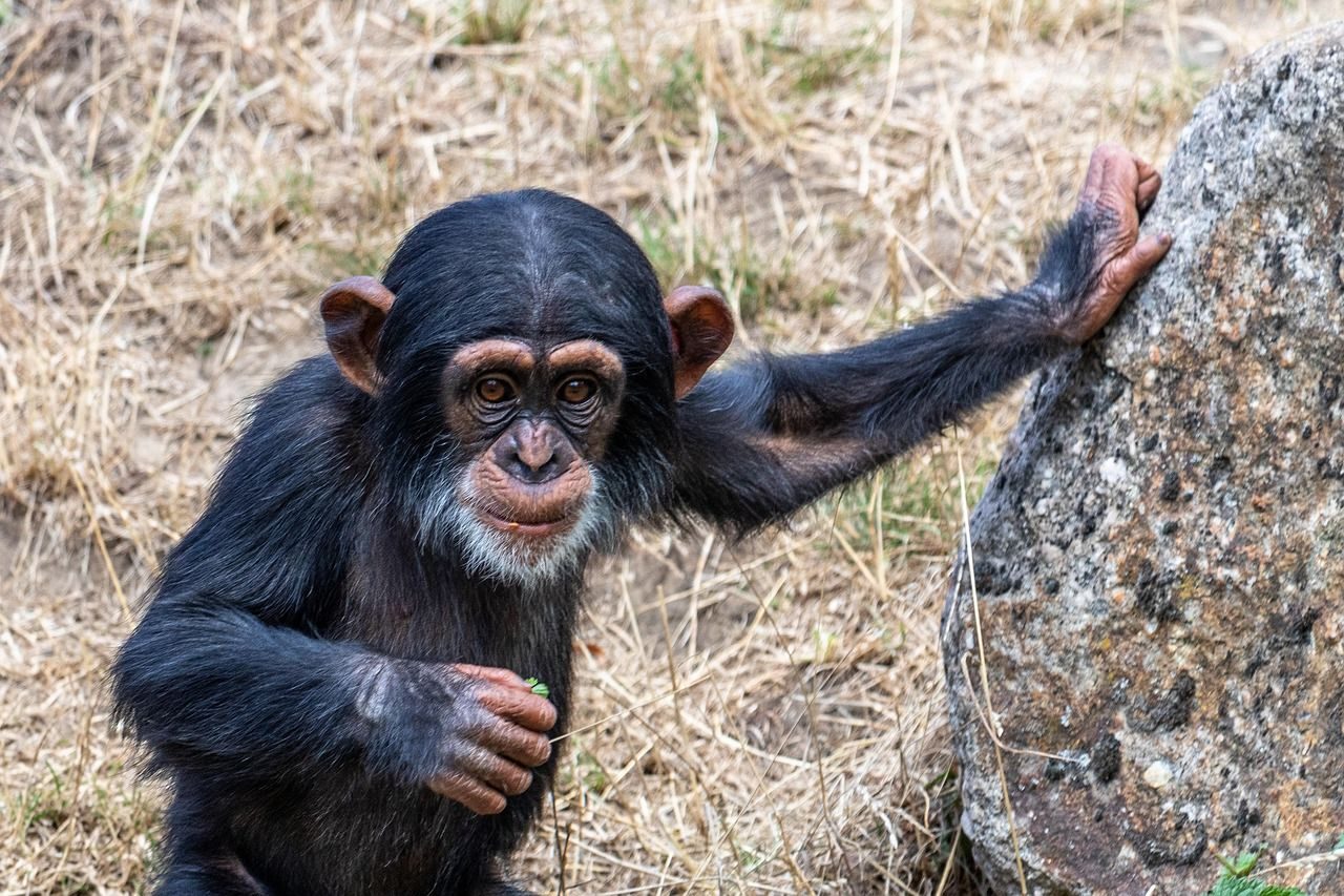 Chimpancés rescatados en un centro del Congo afectados por la guerra