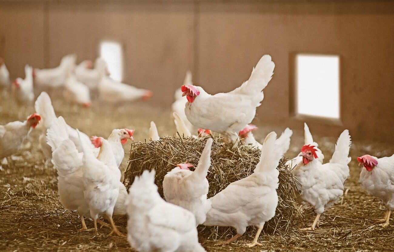 Aves de corral en confinamiento ante riesgo de gripe aviar