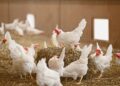 Aves de corral en confinamiento ante riesgo de gripe aviar