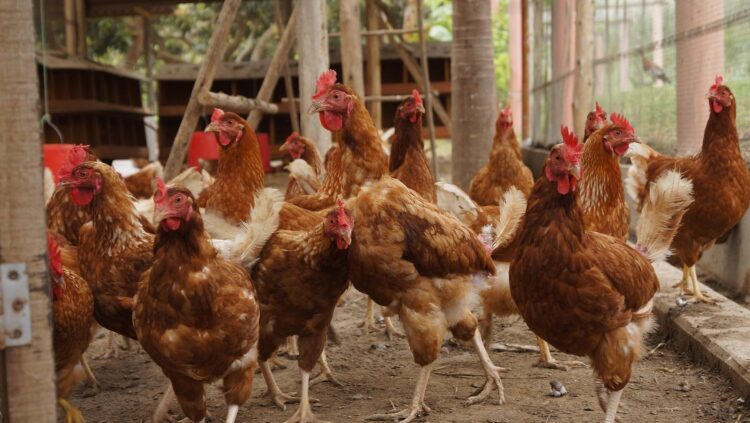 gripe aviar H5N5 afecta aves domésticas