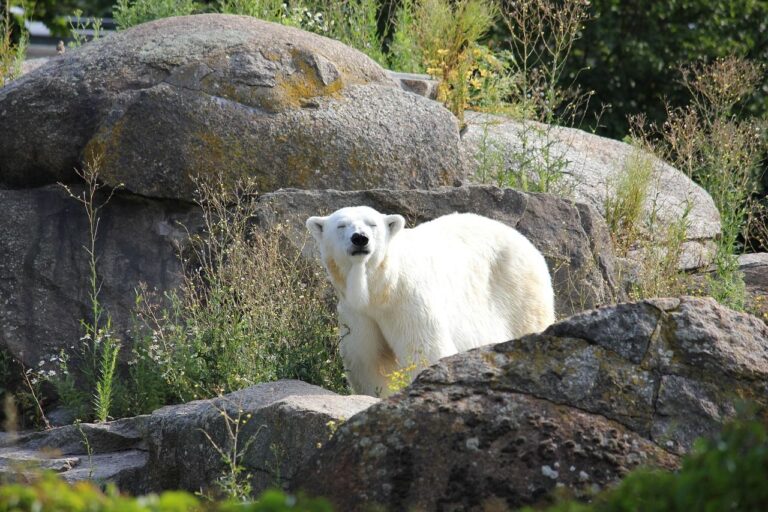 Ecosistemas amenazados por la crisis de biodiversidad y cambio climático, con especies en peligro y océanos vulnerables