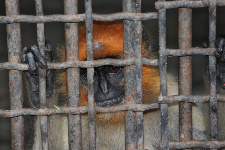 ecologistas listado positivo animales compania exoticos