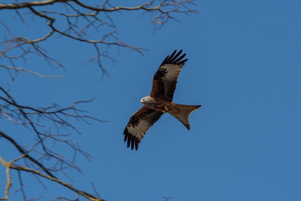 Observador de aves frente a un paisaje rural mientras los datos del Informe de las Aves de España 2024 reflejan el declive de las especies