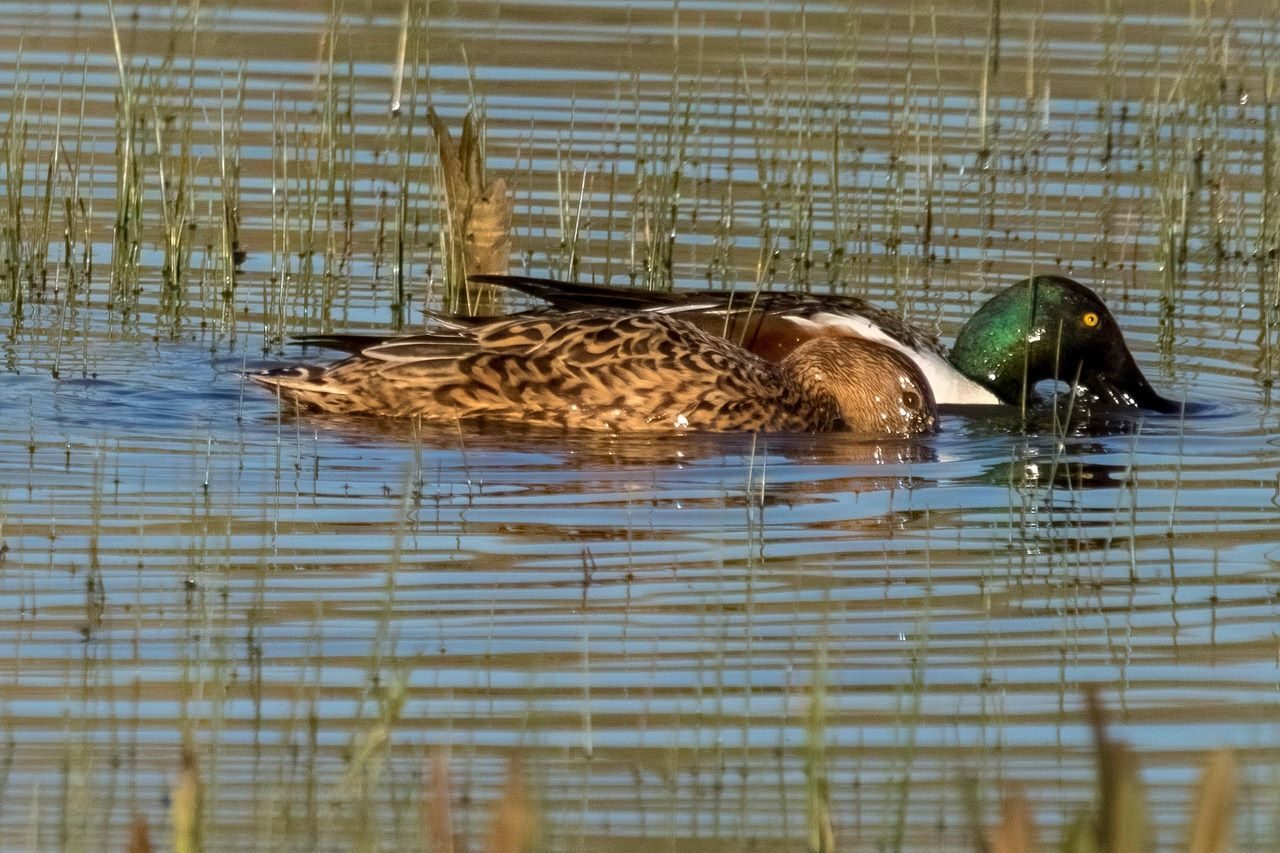 Imagen del Espacio Natural de Doñana mostrando zonas afectadas por el descenso del acuífero de Doñana