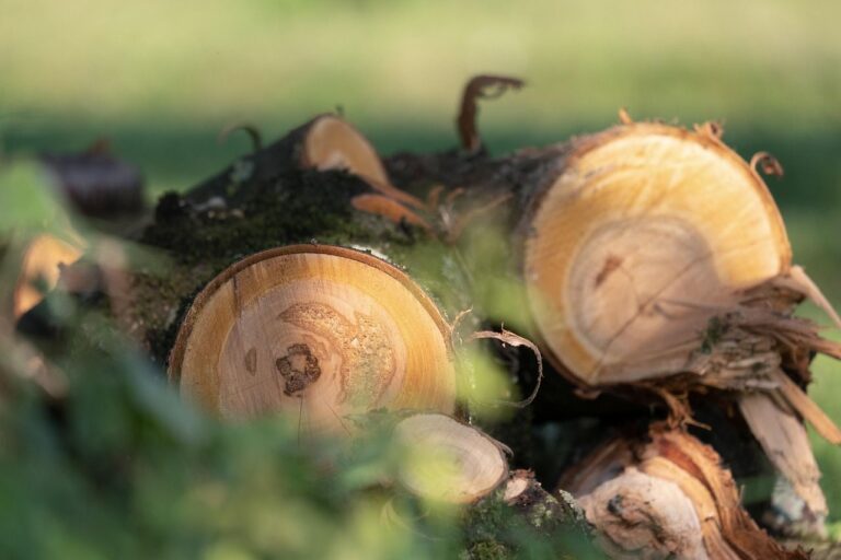 Deforestación para cultivos de soja y ganado bovino vinculados al consumo en Europa