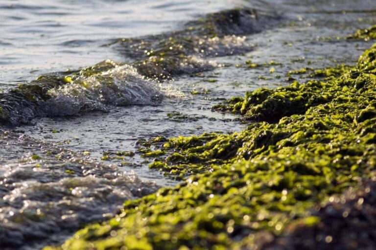 Australia declara "desastre climático" la marea de algas tóxicas que arrasa su fauna marina