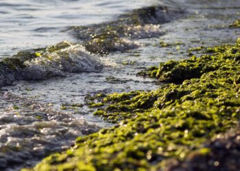 Australia declara "desastre climático" la marea de algas tóxicas que arrasa su fauna marina