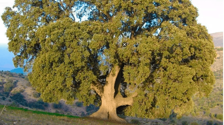 Técnicos forestales revisan la Encina de la Peana en Serón