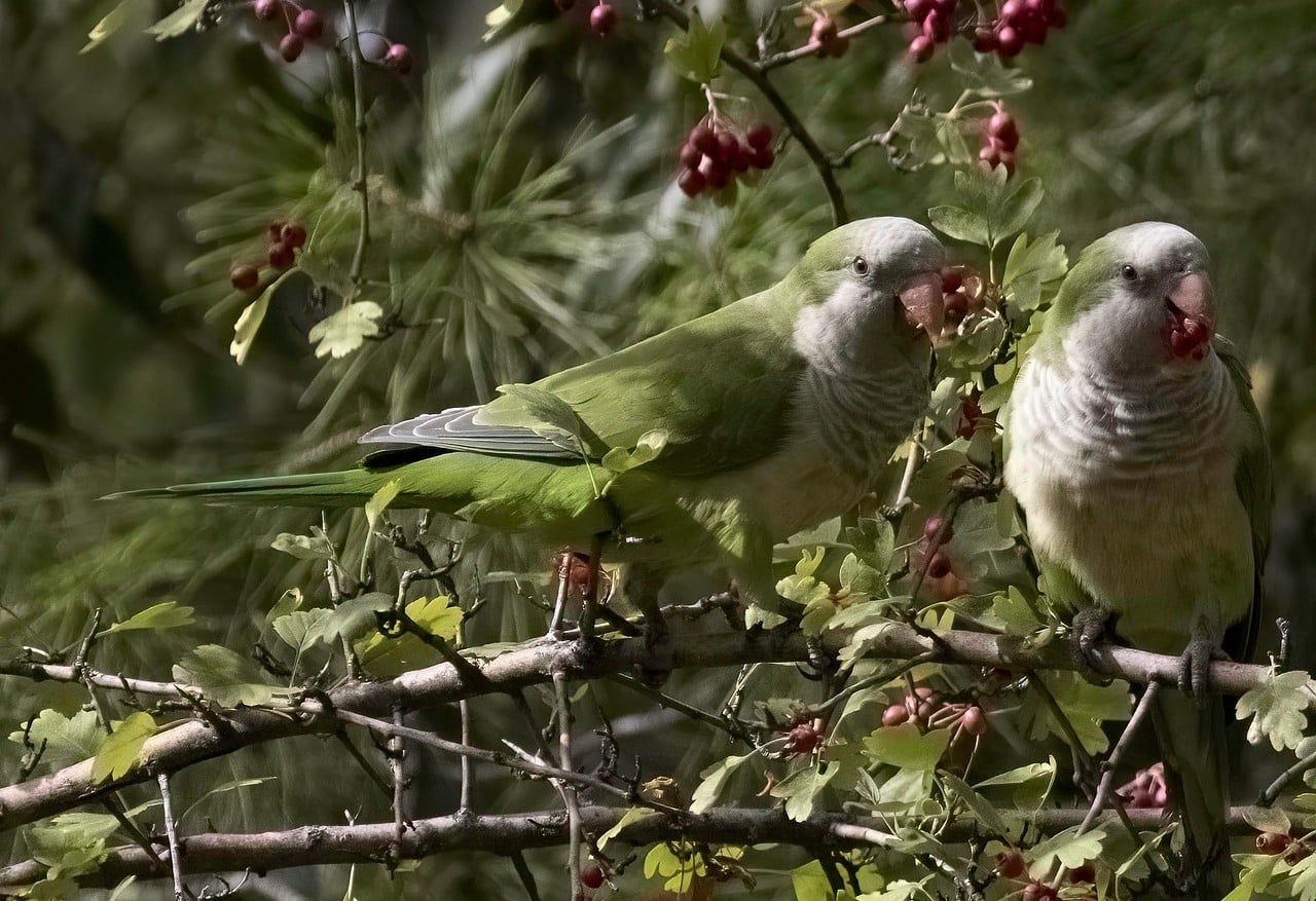 Cotorra argentina, una de las especies invasoras