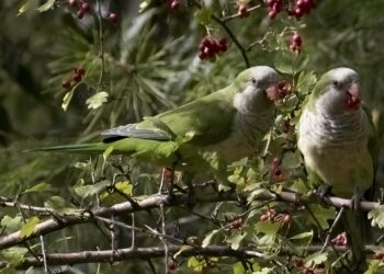 Cotorra argentina, una de las especies invasoras