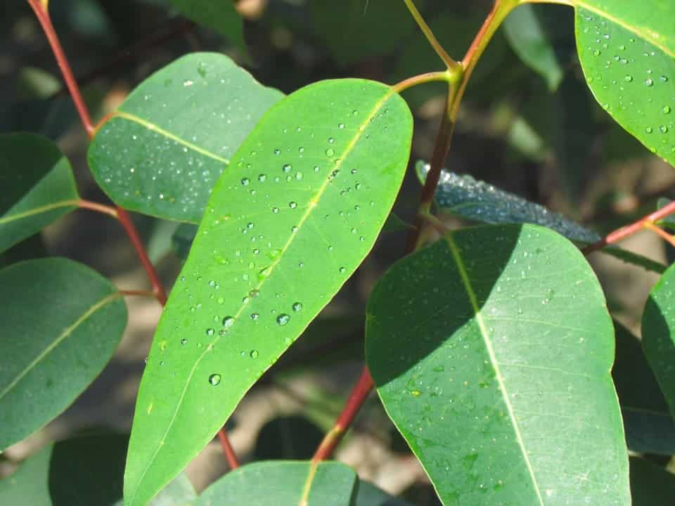 Plantaciones de eucalipto creciendo en Galicia