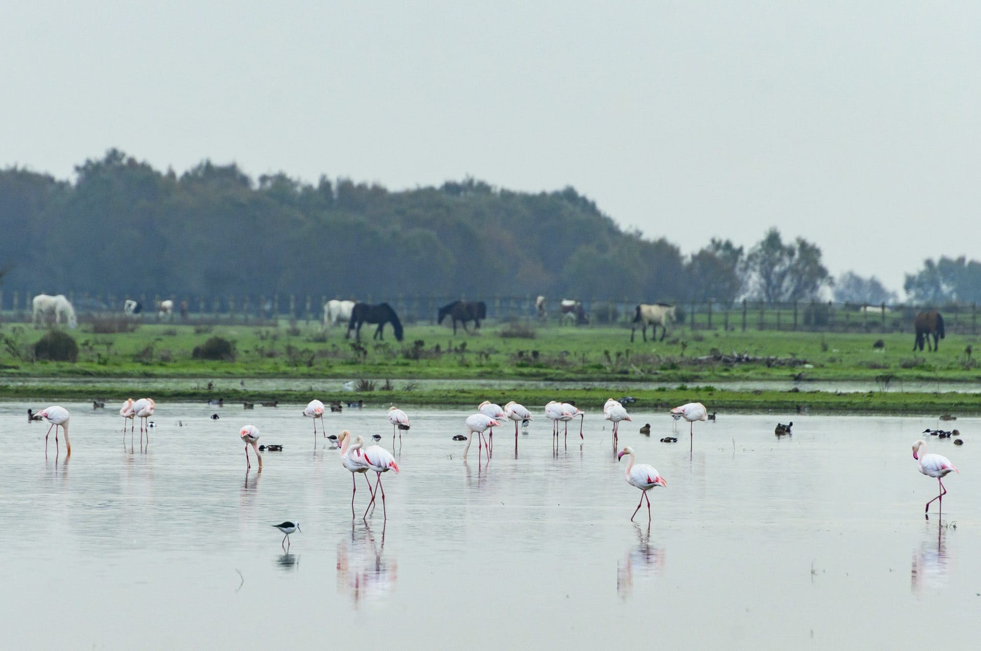 Doñana alza la voz: queja formal contra el deslinde de las marismas y aviso por su impacto en la conservación del parque