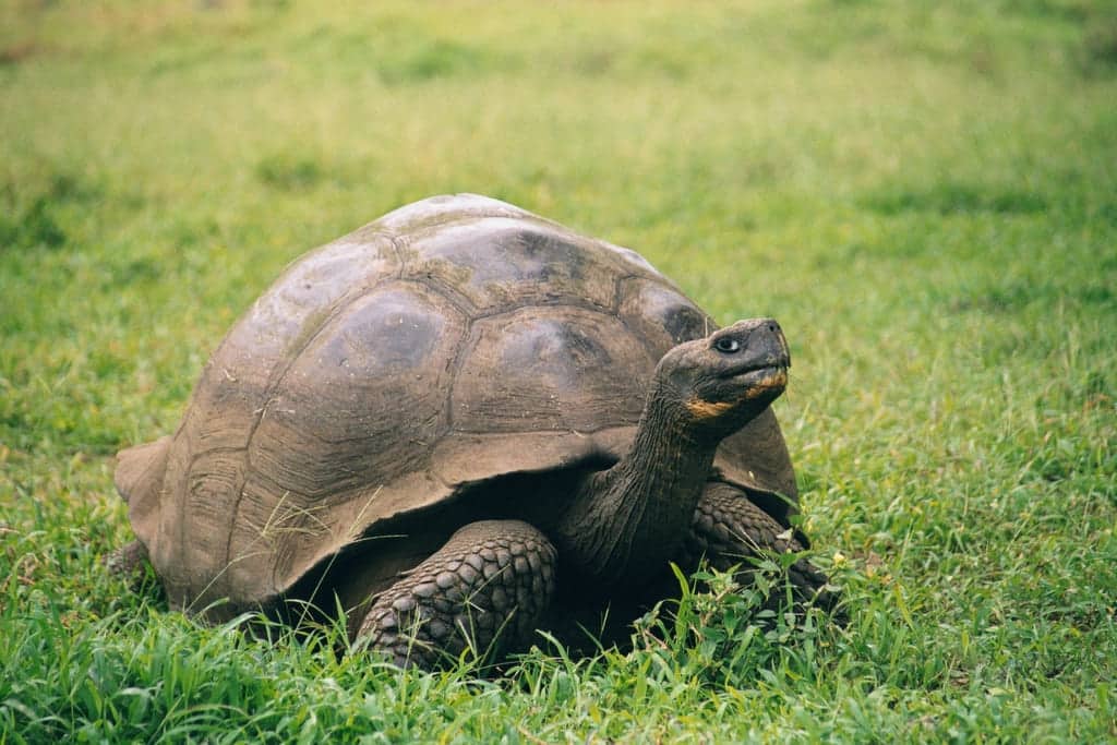 Tortuga de Galápagos Gramma: muere a los 141 años la entrañable "reina" del zoo de San Diego