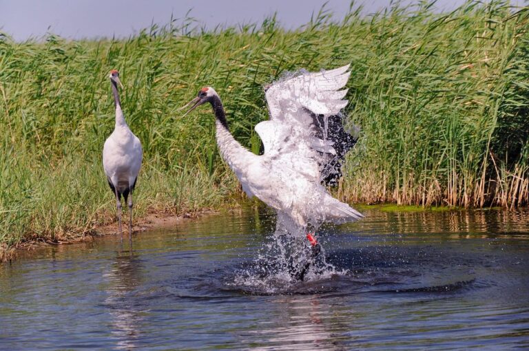 Gripe aviar en aves silvestres España 2025