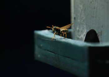 avispa velutina, especie invasora que amenaza a las abejas, la biodiversidad y la salud pública en España