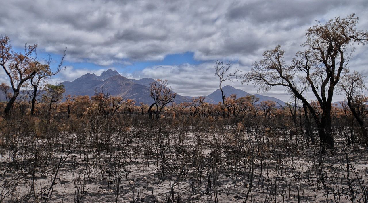 Paisaje quemado representando los incendios forestales en España 2025 y la necesidad de restauración ecológica según WWF