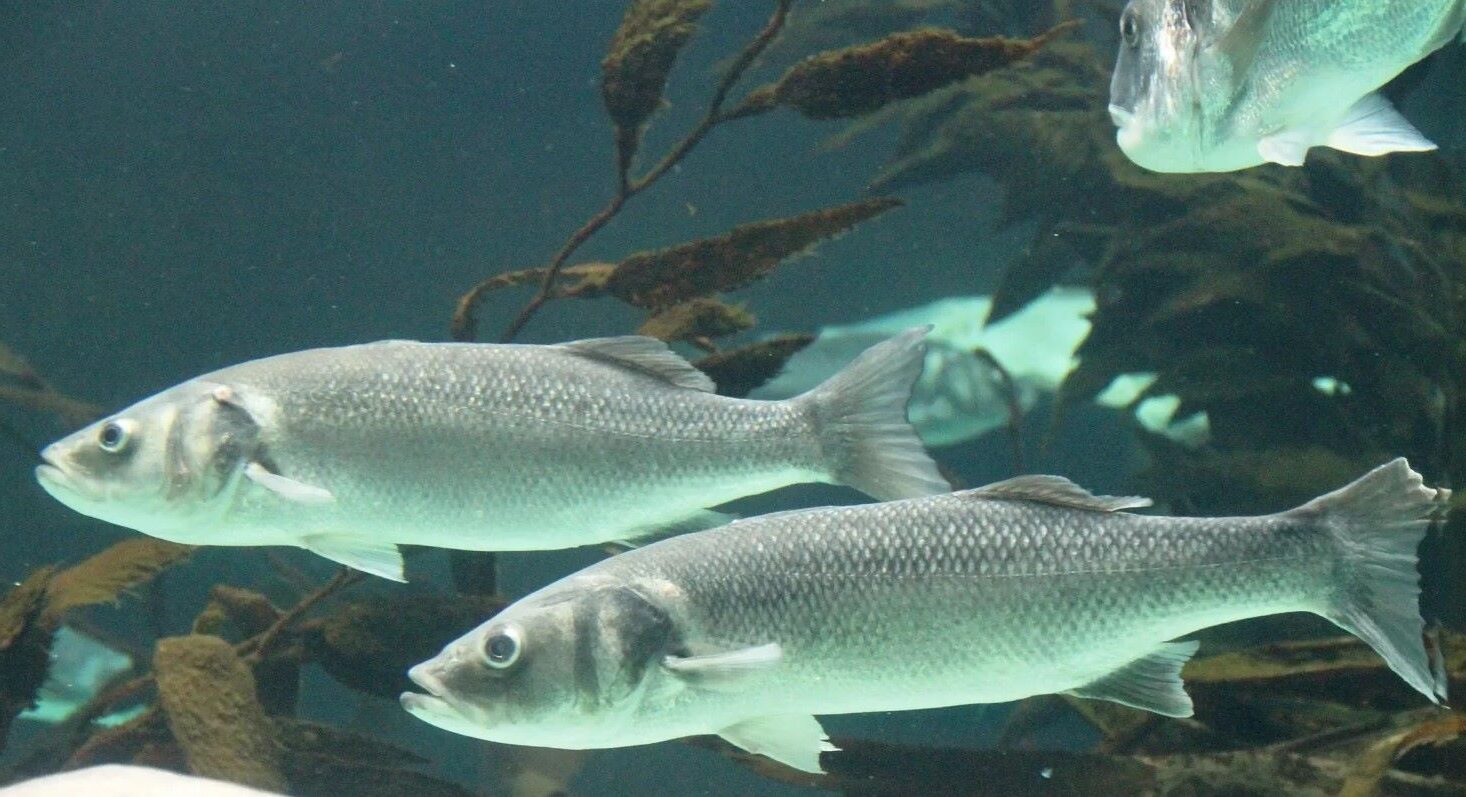 Dos investigadores en un laboratorio marino analizan muestras de ADN de peces en tubos y placas, para evaluar cómo las altas temperaturas del cambio climático modifican su epigenoma