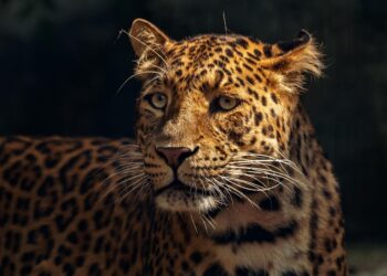Jaguar en selva tropical en peligro de extinción