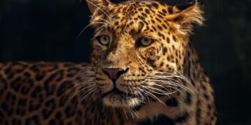 Jaguar en selva tropical en peligro de extinción