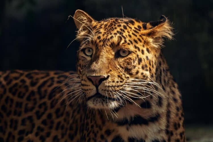 Jaguar en peligro en el Día Mundial de su conservación 1 Jaguar en selva tropical en peligro de extinción