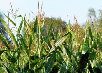 Sede de la Comisión Europea tras activar el procedimiento de infracción de la Comisión Europea a España por la lista de materias primas para biocarburantes