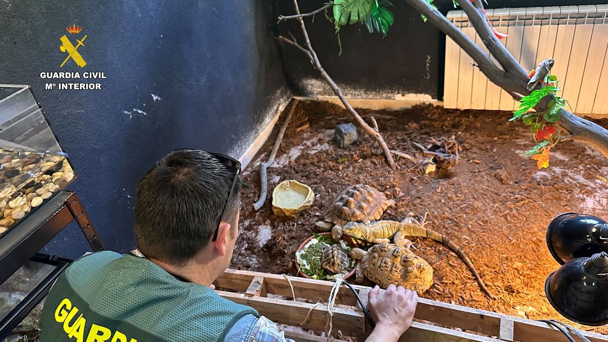 Agentes de la Guardia Civil inspeccionan terrarios y jaulas con animales exóticos protegidos intervenidos en un falso refugio en Burgohondo, Ávila