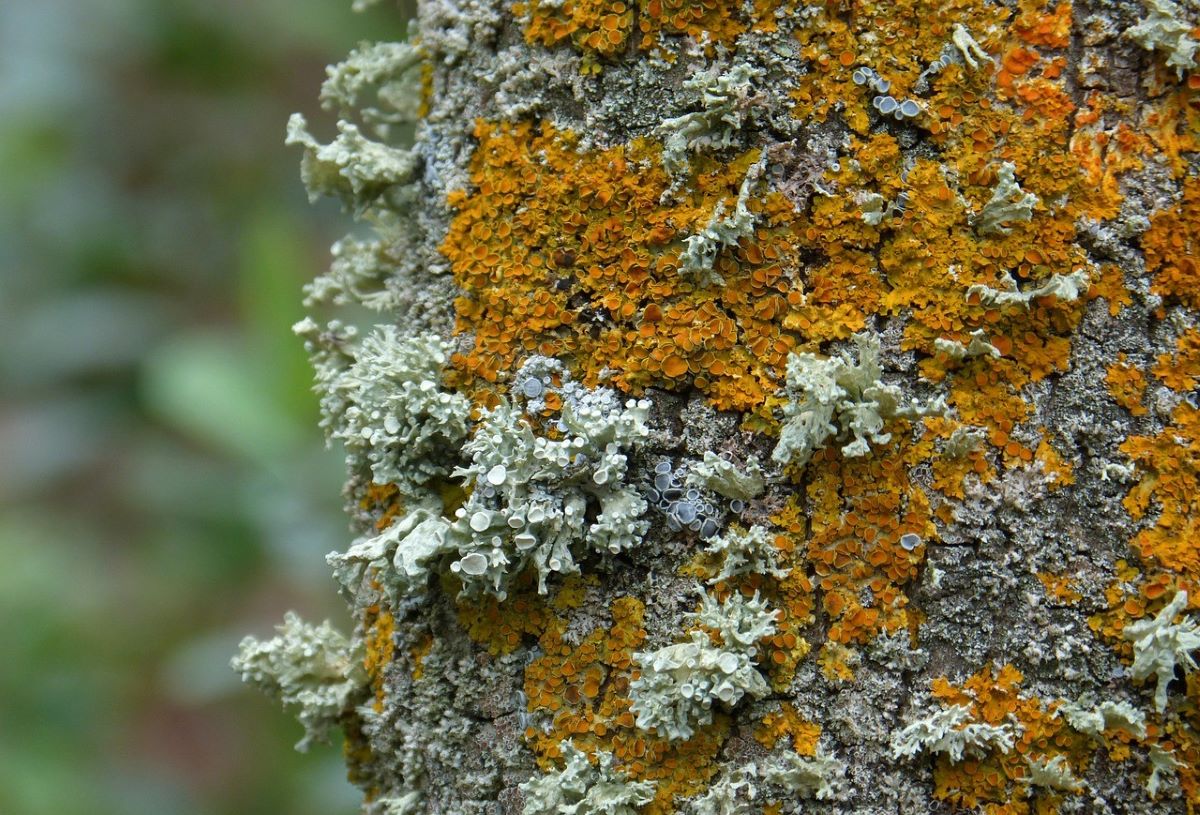 Primer plano de la biodiversidad de líquenes en los Montes de Toledo