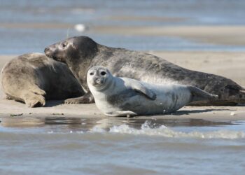 Composición nutritiva de la leche de foca