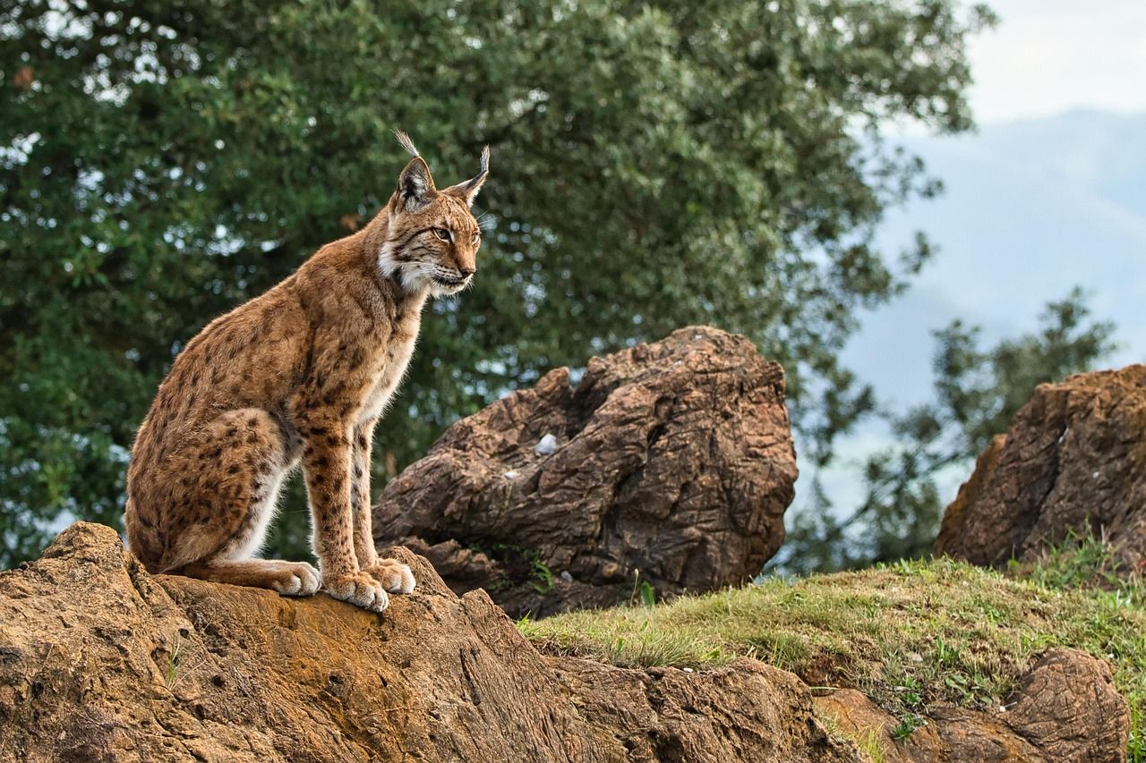 Lince ibérico en la naturaleza