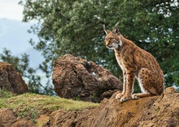 Lince ibérico proyecto LIFE Resilince cuenca del río Huerva