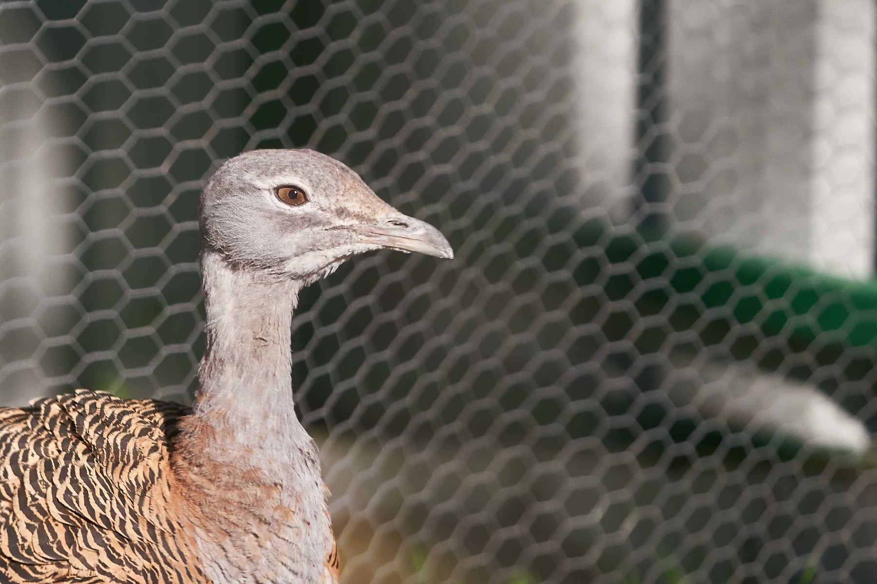 Así es el nuevo espacio de aves esteparias de GREFA: accesible, inmersivo y único en España