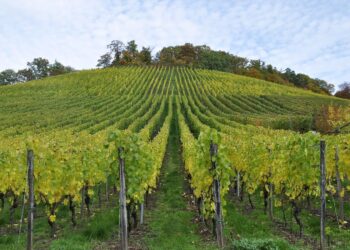 Biodiésel Valdevimbre: la planta en suelo agrícola protegido abre un pulso entre energía limpia y viñedos históricos 2 Campos agrícolas cerca del proyecto de biodiésel Valdevimbre