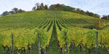 Campos agrícolas cerca del proyecto de biodiésel Valdevimbre