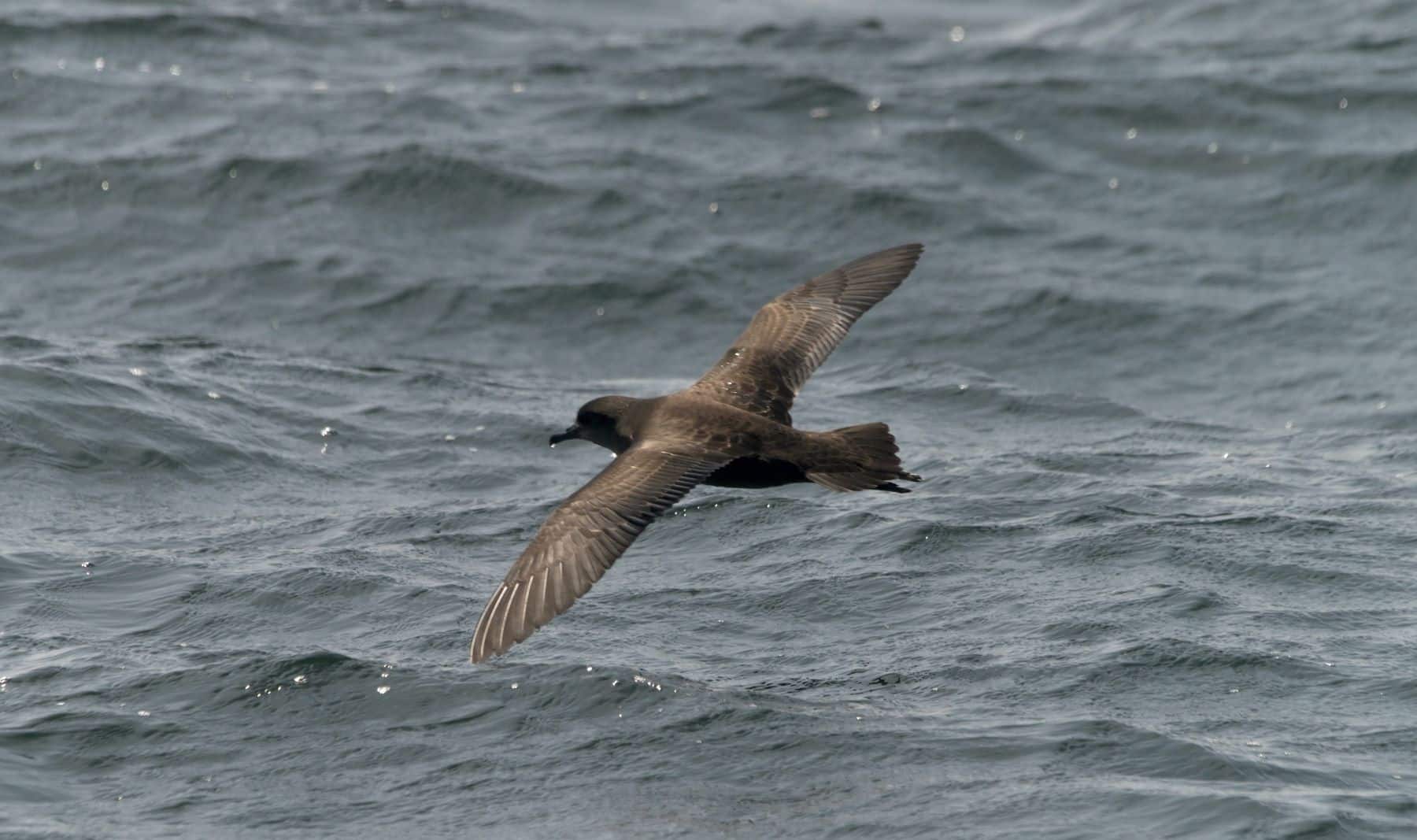 Pardelas mediterránea y balear: abordan en Malta el futuro de la especie